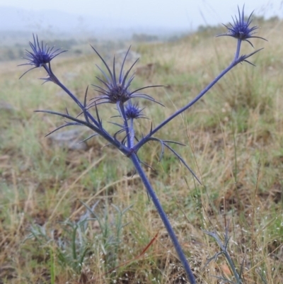 Eryngium ovinum (Blue Devil) at Barneys Hill/Mt Stranger - 10 Dec 2014 by michaelb