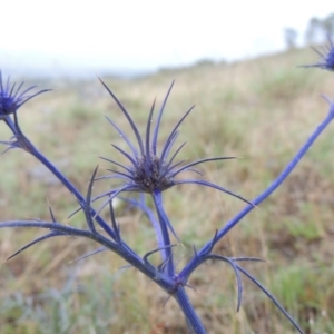 Eryngium ovinum at Bonython, ACT - 10 Dec 2014