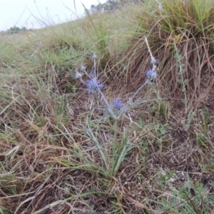 Eryngium ovinum at Bonython, ACT - 10 Dec 2014