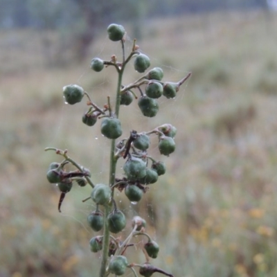 Dianella sp. aff. longifolia (Benambra) (Pale Flax Lily, Blue Flax Lily) at Barneys Hill/Mt Stranger - 10 Dec 2014 by michaelb