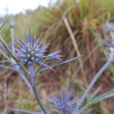 Eryngium ovinum (Blue Devil) at Barneys Hill/Mt Stranger - 4 Dec 2001 by michaelb