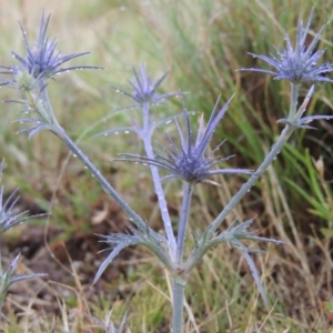 Eryngium ovinum at Bonython, ACT - 10 Dec 2014