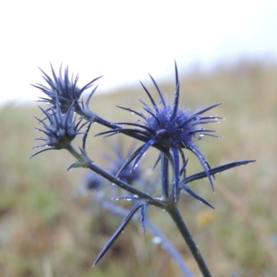 Eryngium ovinum (Blue Devil) at Bonython, ACT - 10 Dec 2014 by MichaelBedingfield