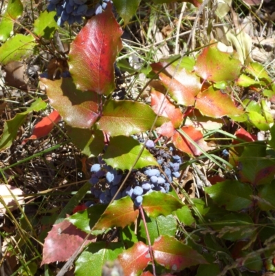 Berberis aquifolium (Oregon Grape) at Rendezvous Creek, ACT - 2 Jan 2015 by Opus