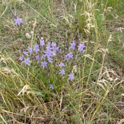 Caesia calliantha (Blue Grass-lily) at Rendezvous Creek, ACT - 25 Dec 2014 by Opus