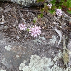 Pelargonium australe (Austral Stork's-bill) at Rendezvous Creek, ACT - 24 Dec 2014 by Opus