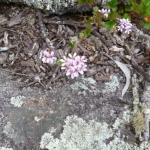 Pelargonium australe at Rendezvous Creek, ACT - 25 Dec 2014