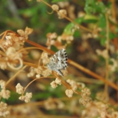 Theclinesthes serpentata (Saltbush Blue) at Fadden, ACT - 28 Mar 2016 by ArcherCallaway