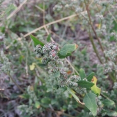 Chenopodium album (Fat Hen) at Wanniassa Hill - 27 Mar 2016 by RyuCallaway