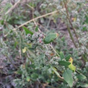 Chenopodium album at Fadden, ACT - 28 Mar 2016