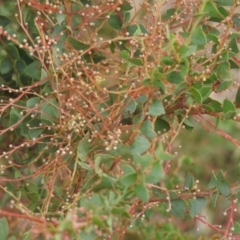 Acacia pravissima (Wedge-leaved Wattle, Ovens Wattle) at Fadden, ACT - 27 Mar 2016 by RyuCallaway