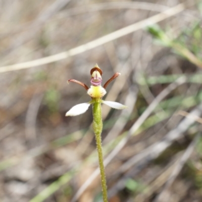 Eriochilus cucullatus (Parson's Bands) at Aranda Bushland - 22 Mar 2014 by AaronClausen