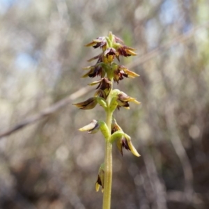 Corunastylis clivicola at Belconnen, ACT - suppressed