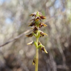 Corunastylis clivicola (Rufous midge orchid) at Aranda Bushland - 22 Mar 2014 by AaronClausen
