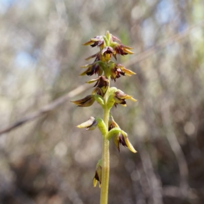 Corunastylis clivicola (Rufous midge orchid) at Belconnen, ACT - 22 Mar 2014 by AaronClausen