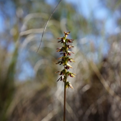 Corunastylis clivicola (Rufous midge orchid) at Aranda Bushland - 22 Mar 2014 by AaronClausen