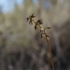 Corunastylis clivicola at Belconnen, ACT - 22 Mar 2014