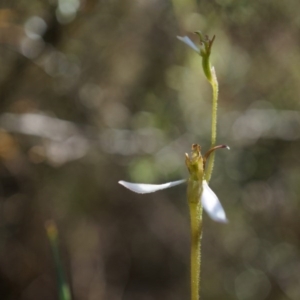 Eriochilus cucullatus at Belconnen, ACT - suppressed