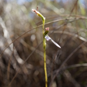 Eriochilus cucullatus at Belconnen, ACT - 22 Mar 2014