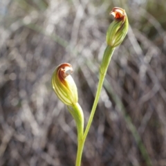Speculantha rubescens (Blushing Tiny Greenhood) at Aranda Bushland - 22 Mar 2014 by AaronClausen