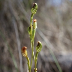 Speculantha rubescens (Blushing Tiny Greenhood) at Belconnen, ACT - 22 Mar 2014 by AaronClausen