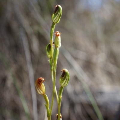 Speculantha rubescens (Blushing Tiny Greenhood) at Belconnen, ACT - 22 Mar 2014 by AaronClausen