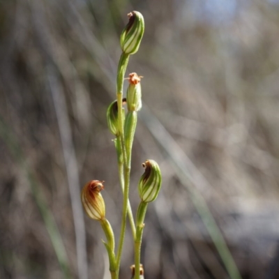 Speculantha rubescens (Blushing Tiny Greenhood) at Aranda Bushland - 22 Mar 2014 by AaronClausen