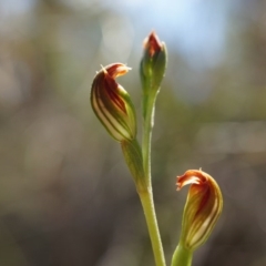 Speculantha rubescens (Blushing Tiny Greenhood) at Belconnen, ACT - 22 Mar 2014 by AaronClausen