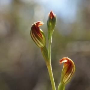 Speculantha rubescens at Belconnen, ACT - suppressed