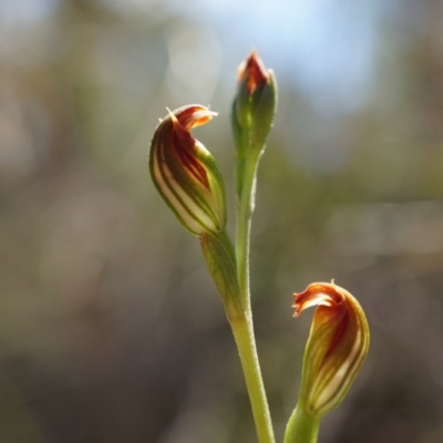 Speculantha rubescens (Blushing Tiny Greenhood) at Aranda Bushland - 22 Mar 2014 by AaronClausen