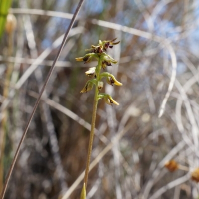 Corunastylis clivicola (Rufous midge orchid) at Belconnen, ACT - 22 Mar 2014 by AaronClausen