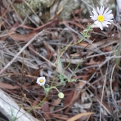 Brachyscome rigidula (Hairy Cut-leaf Daisy) at Hackett, ACT - 22 Mar 2014 by AaronClausen