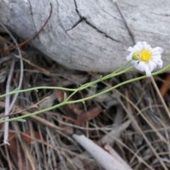 Brachyscome rigidula at Hackett, ACT - 23 Mar 2014 10:07 AM