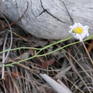 Brachyscome rigidula at Hackett, ACT - 23 Mar 2014 10:07 AM