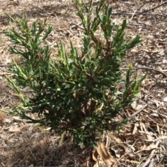 Styphelia triflora (Five-corners) at Mount Majura - 23 Mar 2014 by AaronClausen