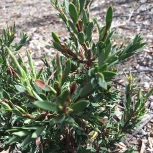 Styphelia triflora at Majura, ACT - 23 Mar 2014