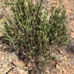 Styphelia triflora (Five-corners) at Mount Majura - 23 Mar 2014 by AaronClausen