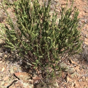 Styphelia triflora at Majura, ACT - 23 Mar 2014