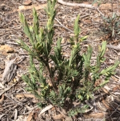 Styphelia triflora (Five-corners) at Mount Majura - 23 Mar 2014 by AaronClausen