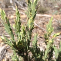 Styphelia triflora at Majura, ACT - 23 Mar 2014