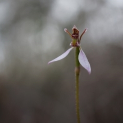 Eriochilus cucullatus (Parson's Bands) at Belconnen, ACT - 25 Mar 2014 by AaronClausen