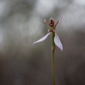 Eriochilus cucullatus at Belconnen, ACT - suppressed