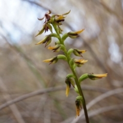 Corunastylis clivicola (Rufous midge orchid) at Aranda Bushland - 25 Mar 2014 by AaronClausen