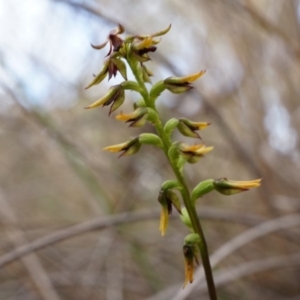 Corunastylis clivicola at Belconnen, ACT - suppressed