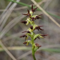 Corunastylis clivicola (Rufous midge orchid) at Aranda Bushland - 25 Mar 2014 by AaronClausen
