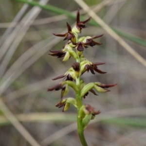 Corunastylis clivicola at Belconnen, ACT - suppressed