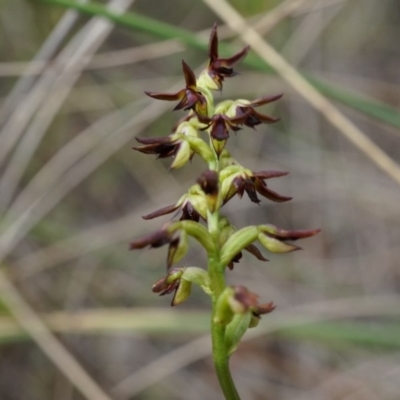 Corunastylis clivicola (Rufous midge orchid) at Aranda Bushland - 25 Mar 2014 by AaronClausen