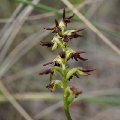 Corunastylis clivicola (Rufous midge orchid) at Belconnen, ACT - 25 Mar 2014 by AaronClausen