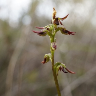 Corunastylis clivicola (Rufous midge orchid) at Belconnen, ACT - 25 Mar 2014 by AaronClausen