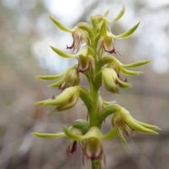 Corunastylis cornuta (Horned Midge Orchid) at Aranda Bushland - 25 Mar 2014 by AaronClausen